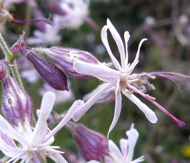 Silene nutans