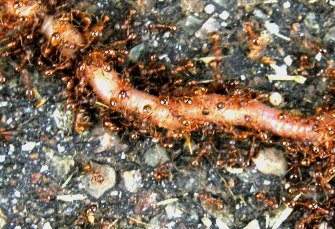 Tante formiche rosse (cfr Myrmica sp.) ed un povero lombrico