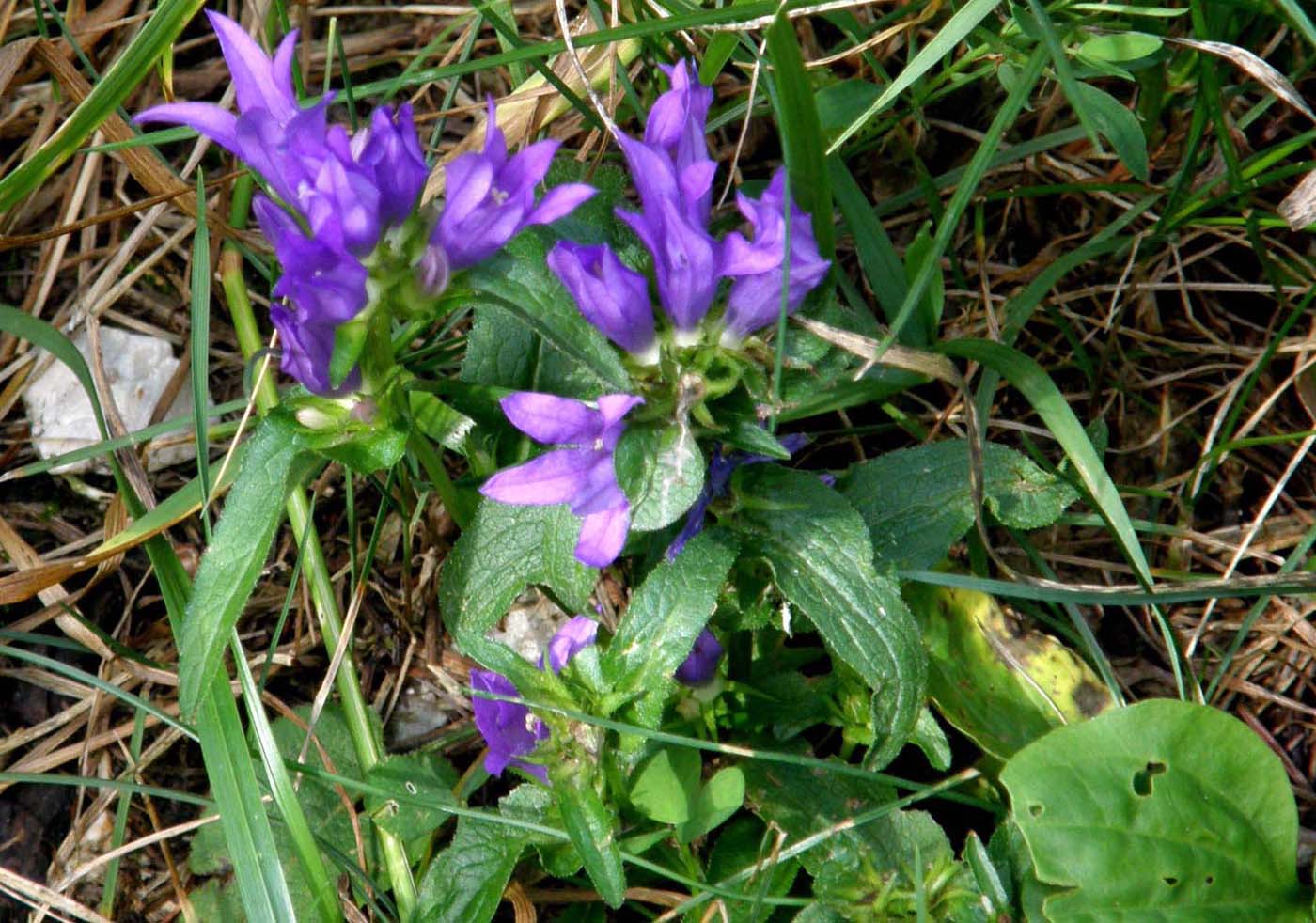 Campanula glomerata