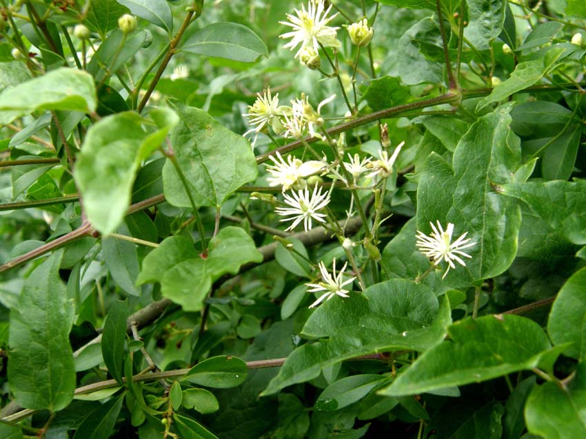 Clematis vitalba