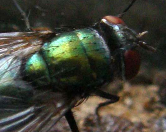 Lucilia sericata  ♀ (Calliphoridae)