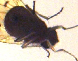 Ali variegate:Meiosimyza decempunctata