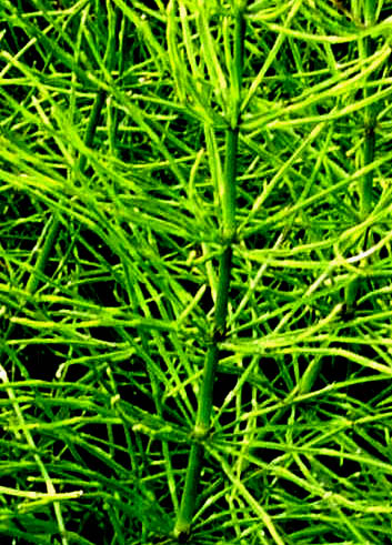 Equisetum cfr. arvense