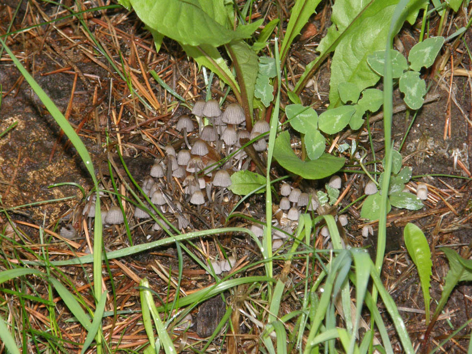 Altri funghi tra l''erba