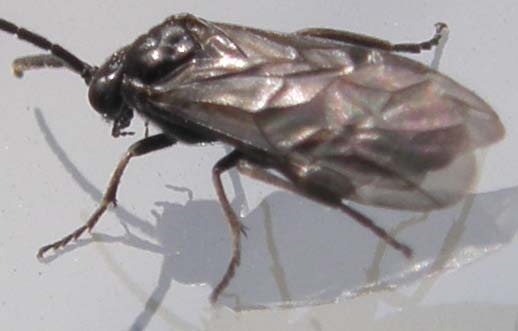 Ali...poliedriche: Dolerus sp, maschio (Tenthredinidae)