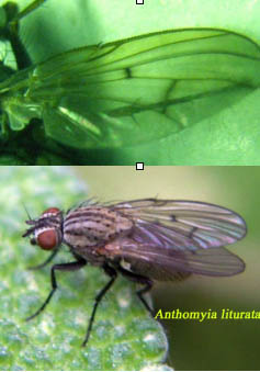 Phaonia fuscata, Muscidae