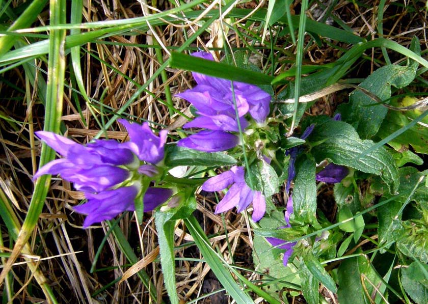 Campanula glomerata