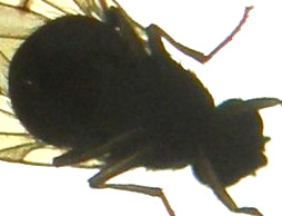 Ali variegate:Meiosimyza decempunctata