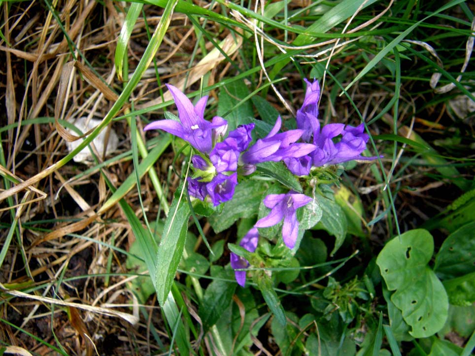 Campanula glomerata