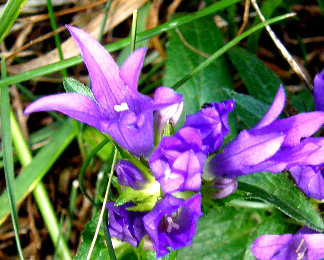 Campanula glomerata