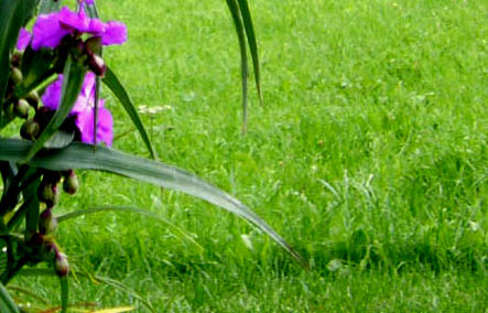 Tradescantia virginiana / Tradescanzia