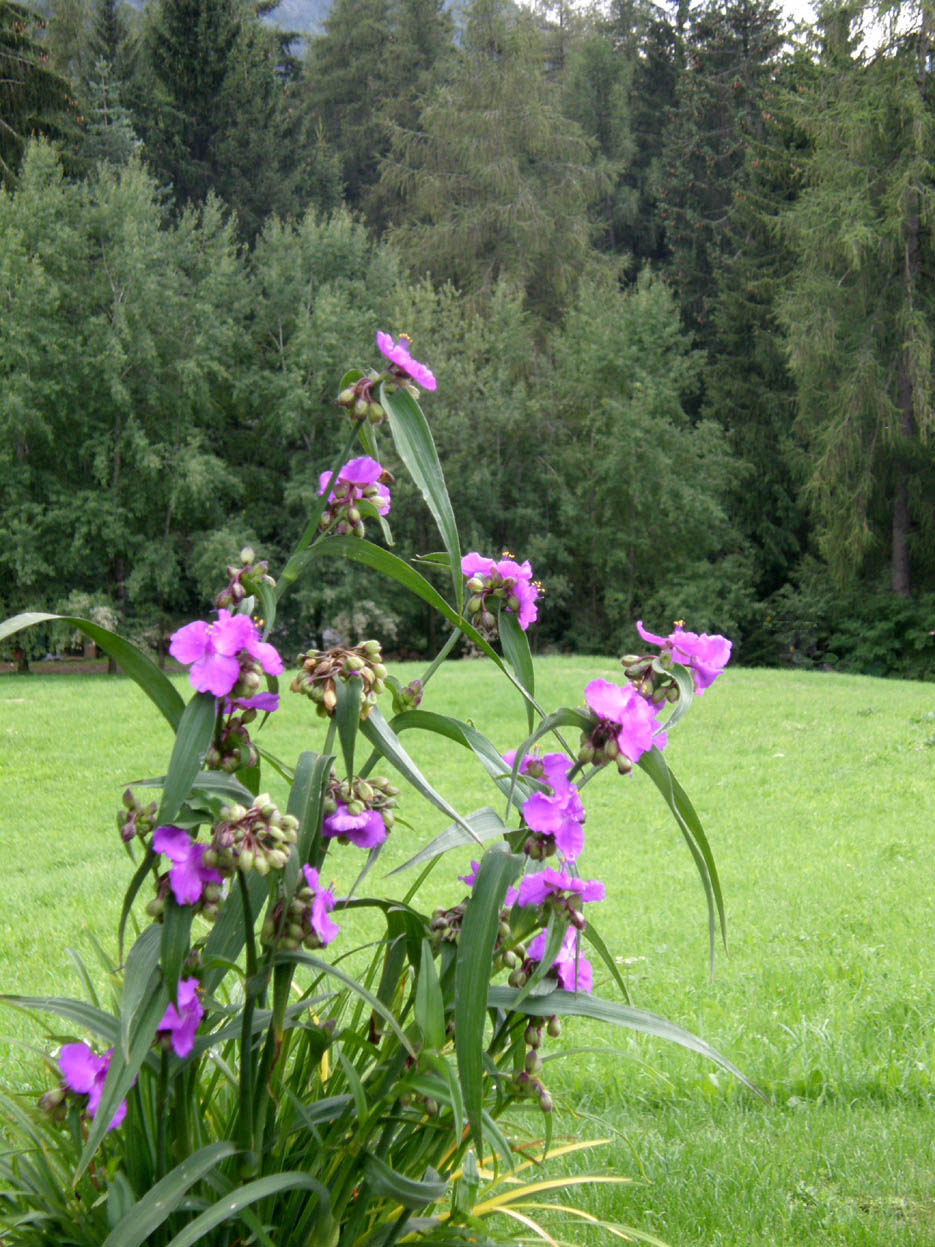 Tradescantia virginiana / Tradescanzia
