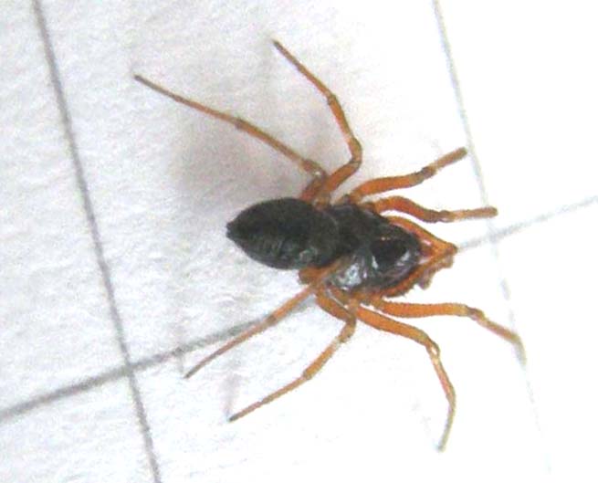 Linyphiidae