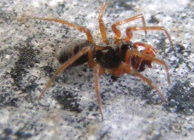Linyphiidae