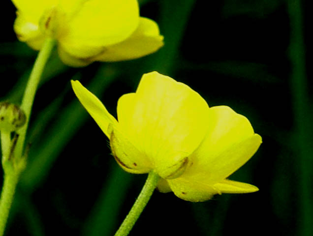 Ranunculus acris