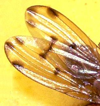 Ali variegate:Meiosimyza decempunctata