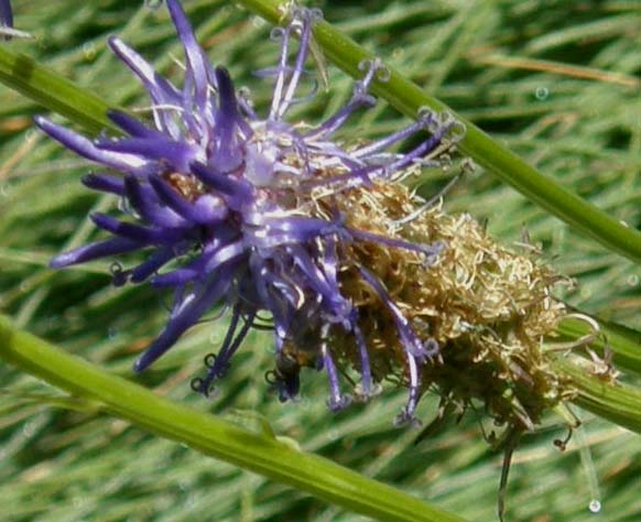 Phyteuma sp. (Campanulaceae)