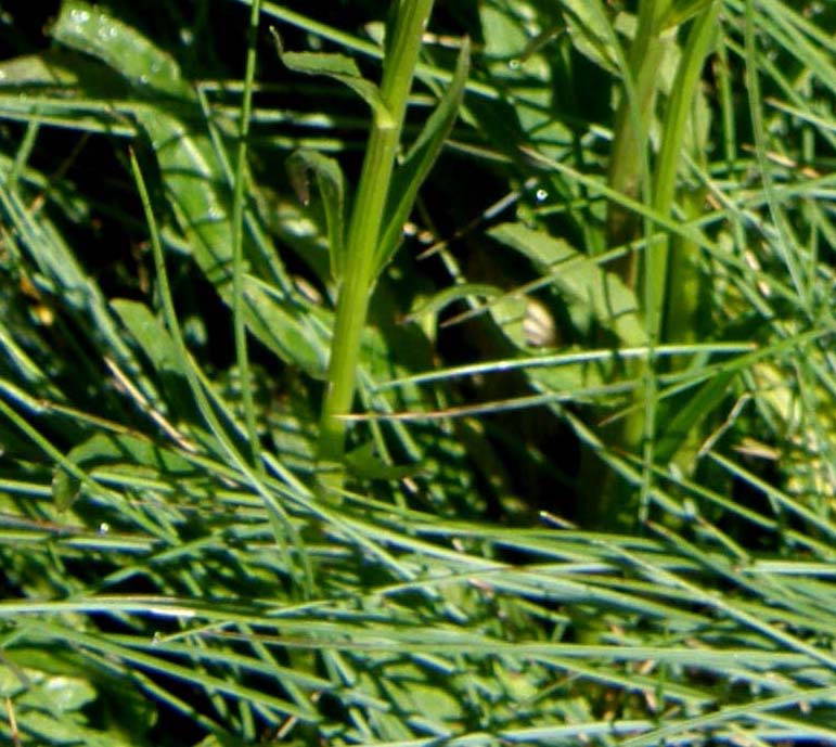 Phyteuma sp. (Campanulaceae)