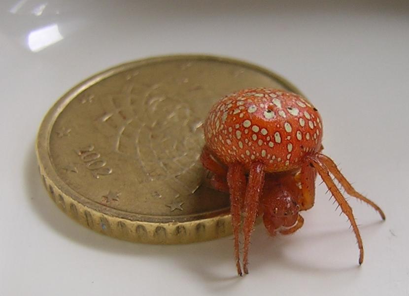 Araneus alsine