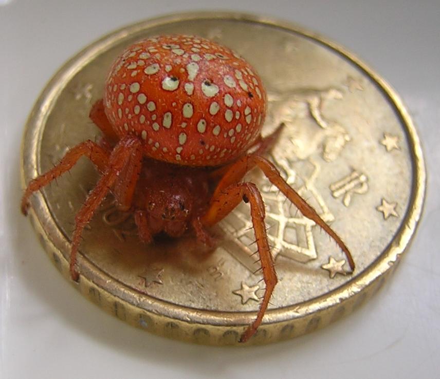 Araneus alsine