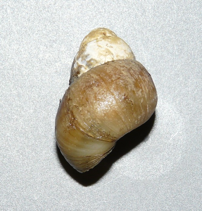 Viviparus ater