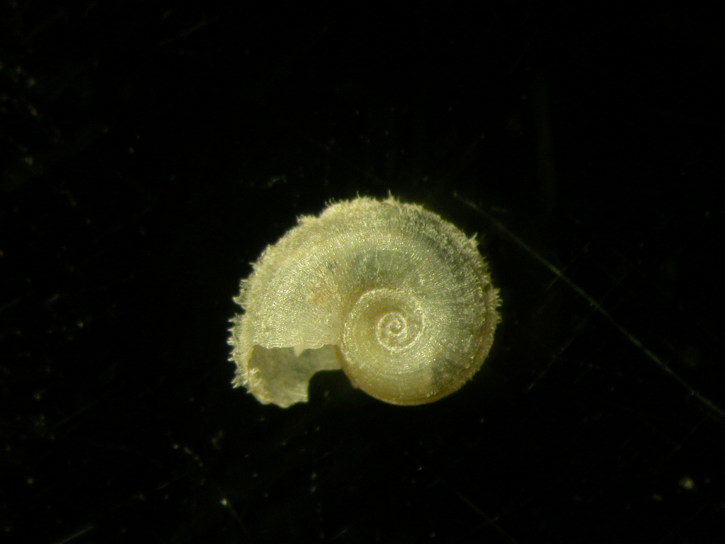 Planorbidae