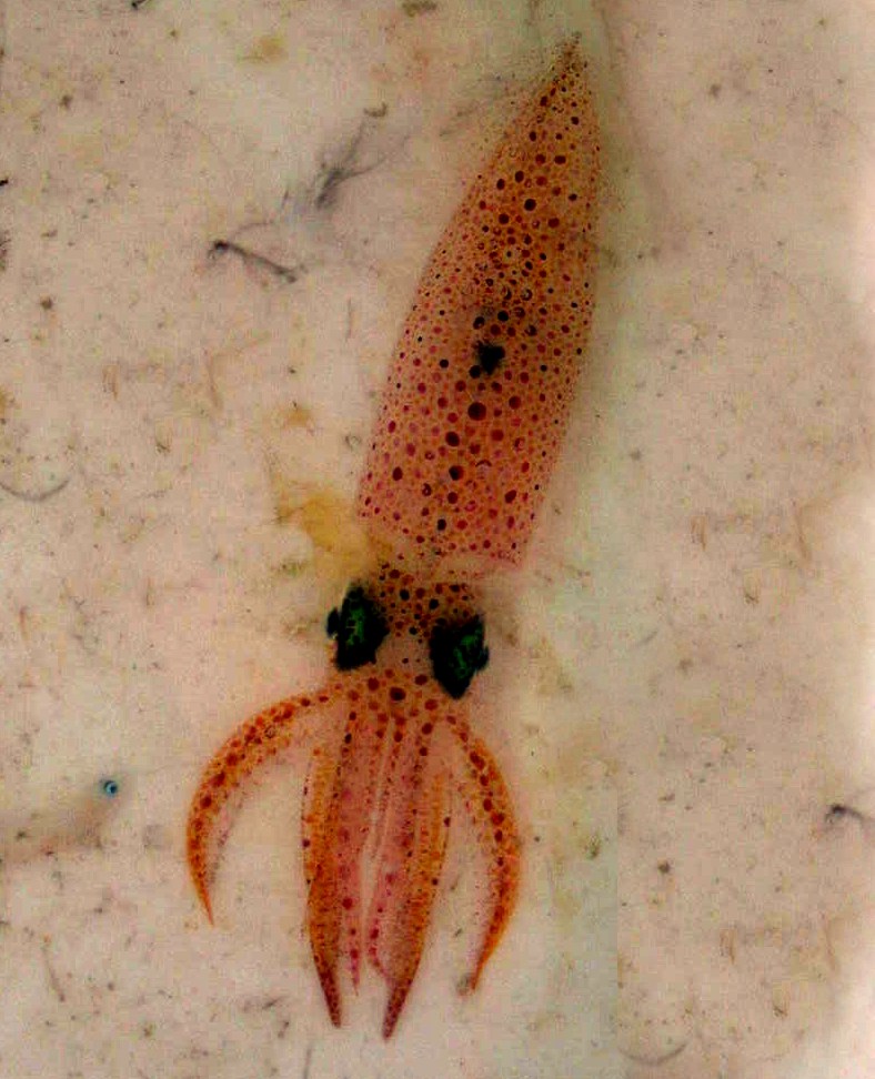 Alloteuthis media