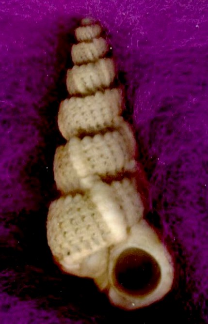 Cirsotrema cochlea
