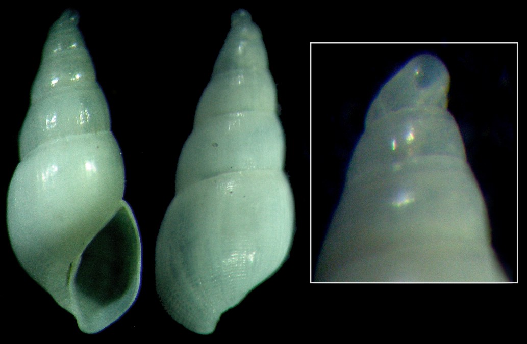 Ondina vitrea?