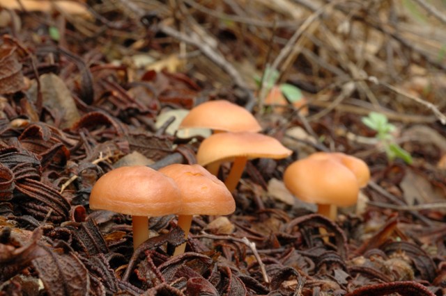 Funghi per me difficilissimi.