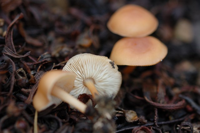 Funghi per me difficilissimi.