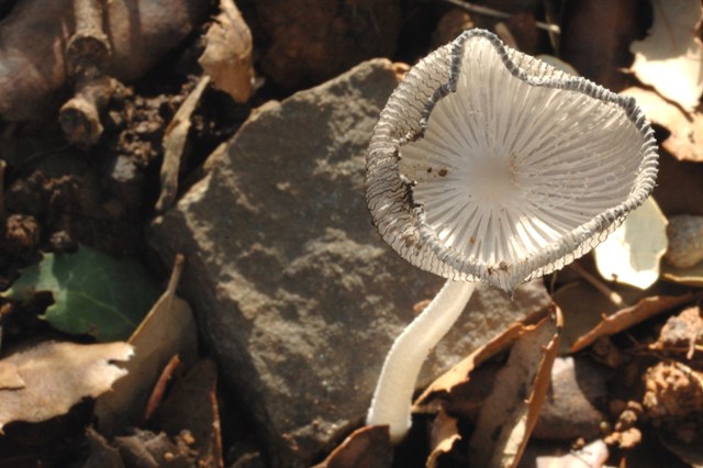 Funghi per me difficilissimi.