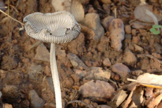 Funghi per me difficilissimi.