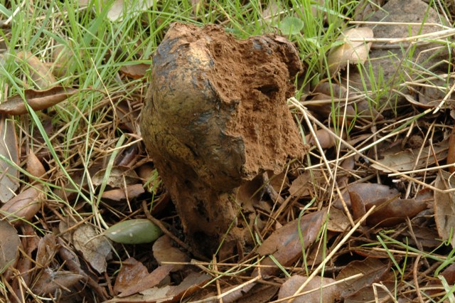 Funghi per me difficilissimi.