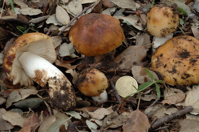 Russula mustelina?