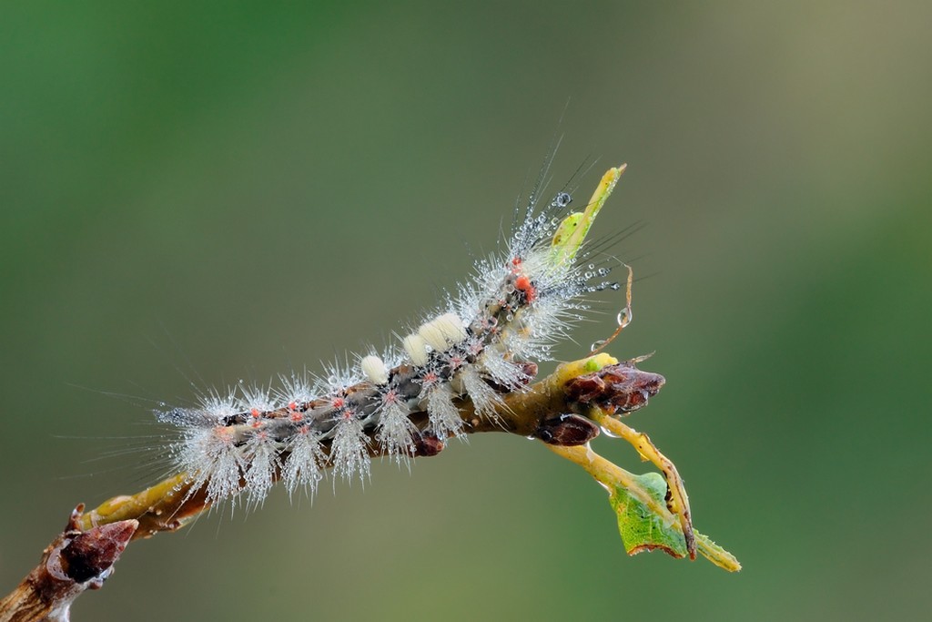 Orgyia antiqua?