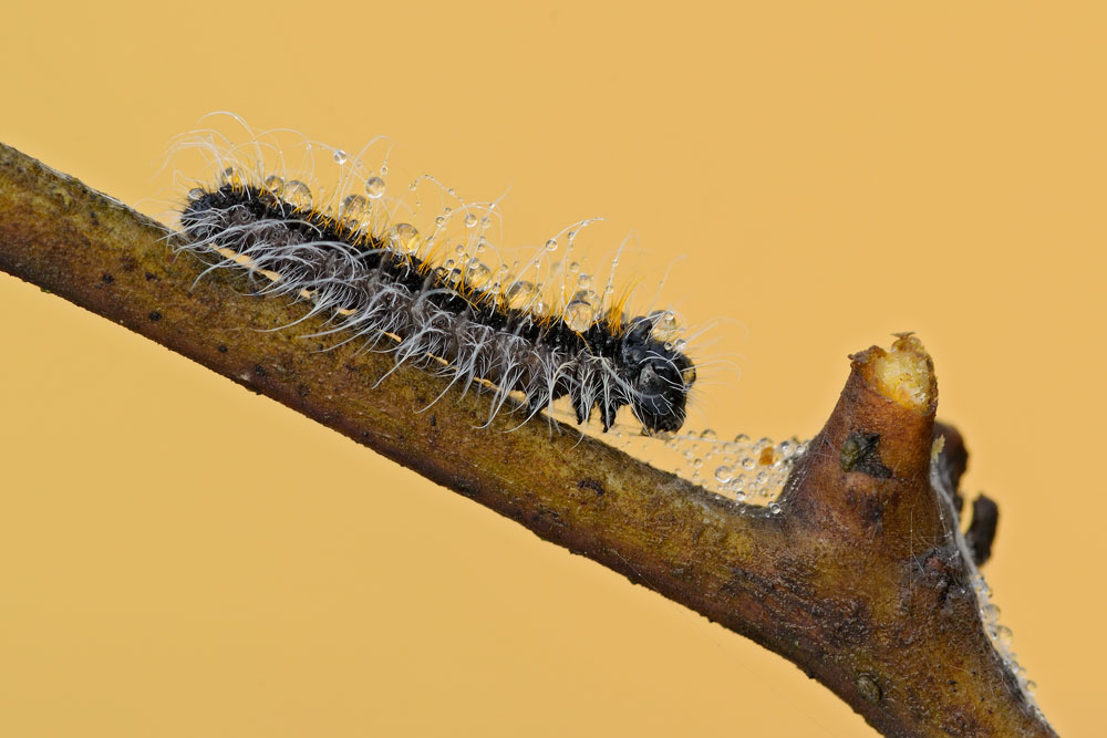 Thaumatopoea pityocampa?