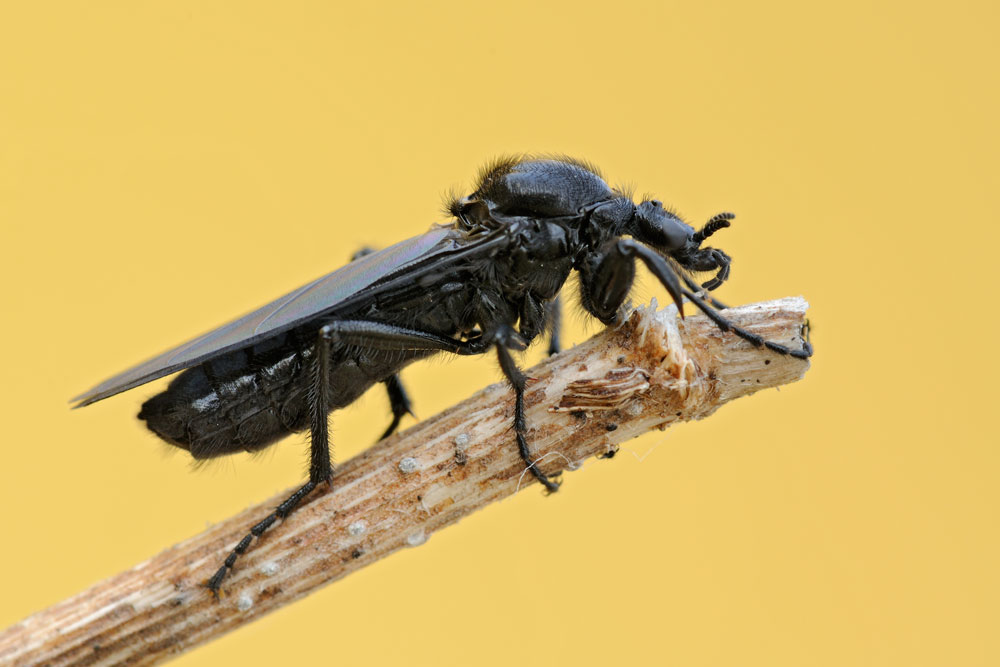Bibio marci ♀ (Bibionidae)