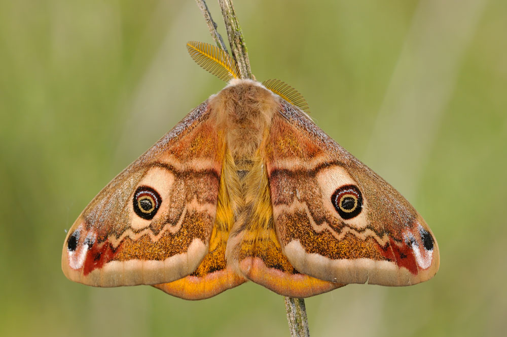 Che falena ? Saturnia (Eudia) pavoniella ♂