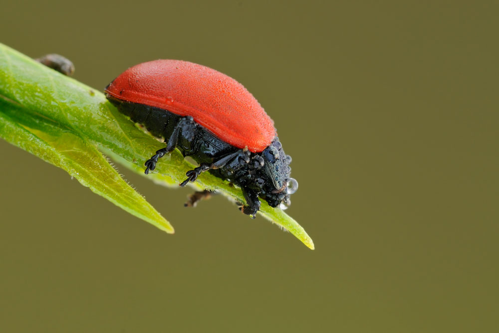 Chrysomela populi