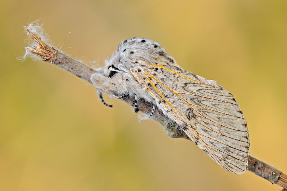 Quale falena? - Cerura (Cerura) vinula