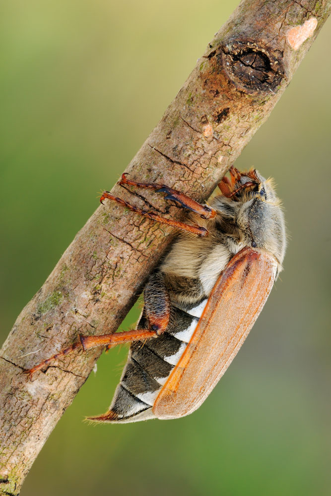 ID grande coleottero: maggiolino, Melolontha melolontha