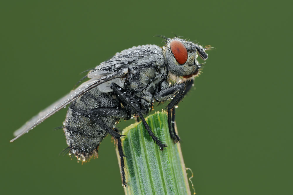 Quale Sarcophagidae?