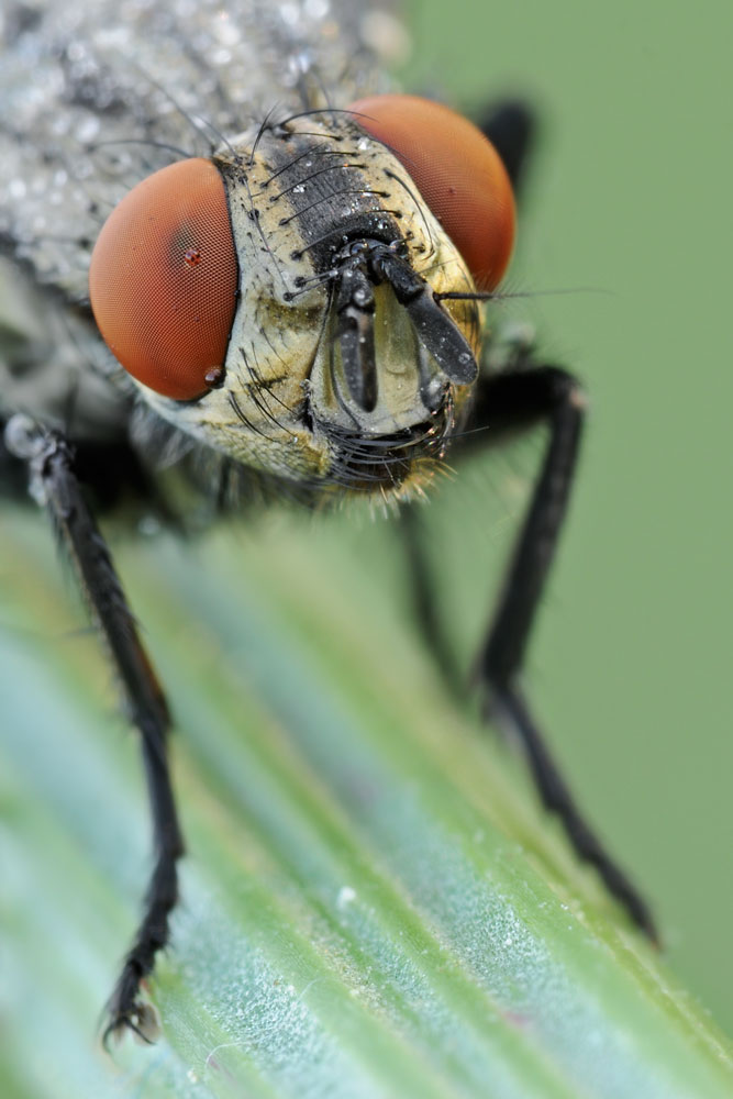 Quale Sarcophagidae?