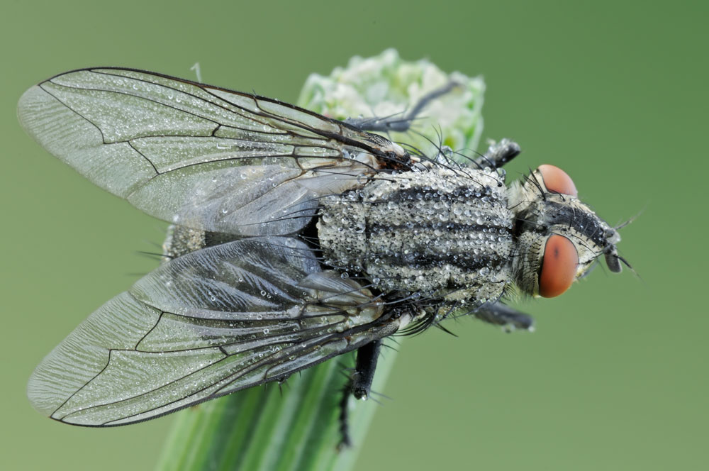 Quale Sarcophagidae?