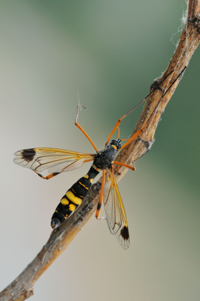 Quale tipulidae?