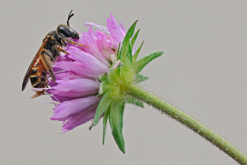 Andrena sp?
