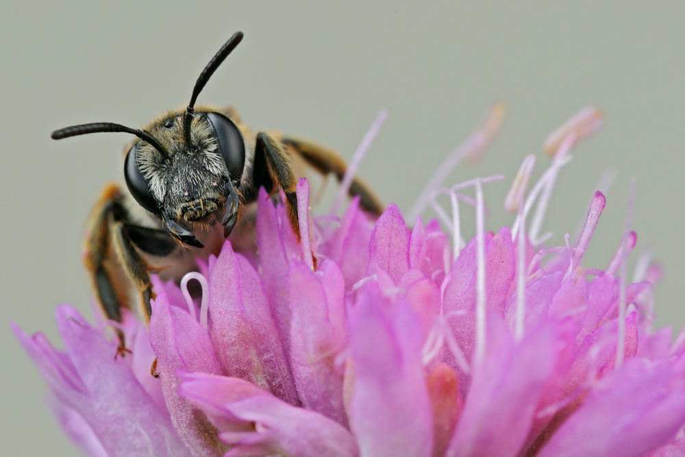 Andrena sp?