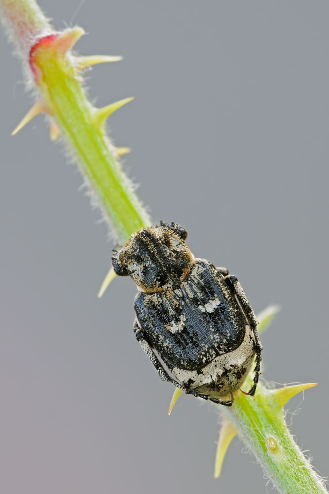 maschio di Valgus hemipterus