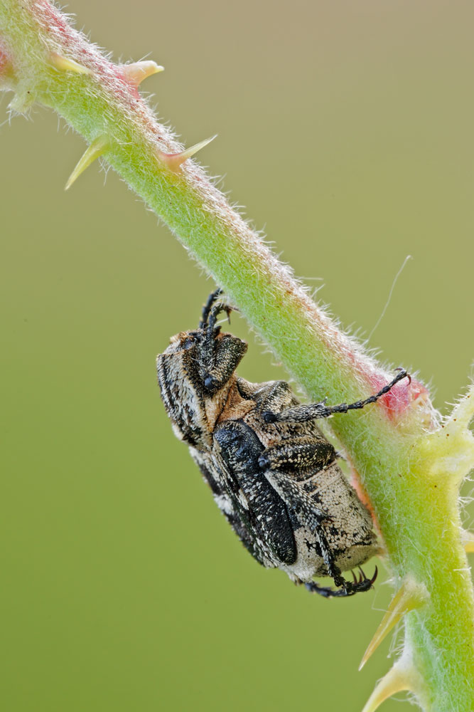 maschio di Valgus hemipterus